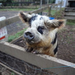kunekune