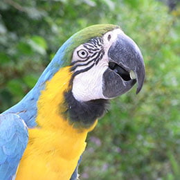 macaw