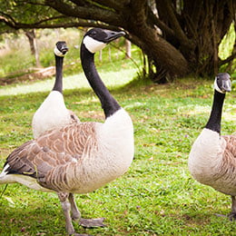 canada geese