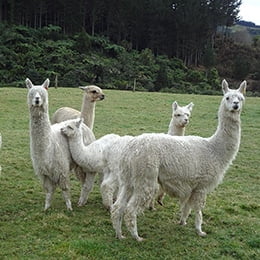 Alpaca