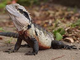 eastern water dragon
