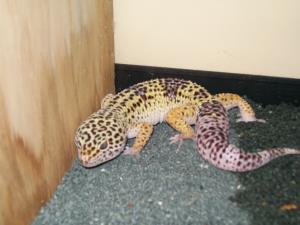 LEOPARD GECKO