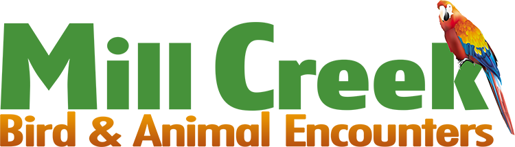 Mill Creek Bird & Animal Encounters